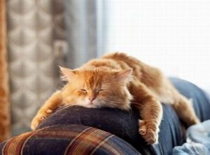 спящий кот на диване