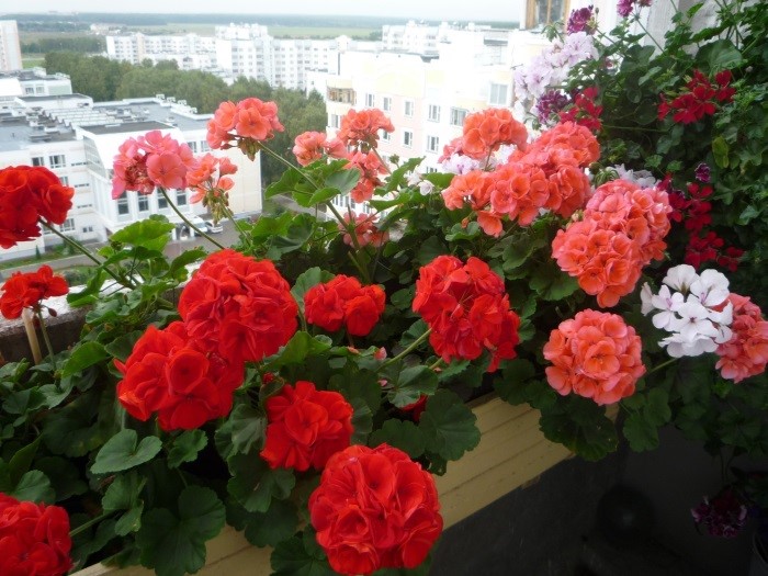 цветы горшок балкон