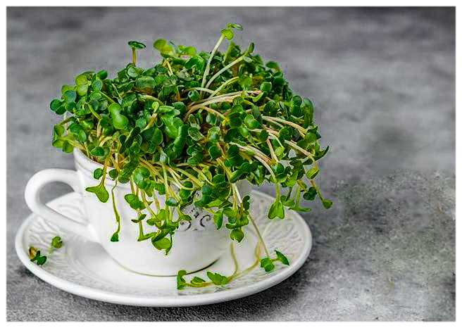 микрозелень чашка салат