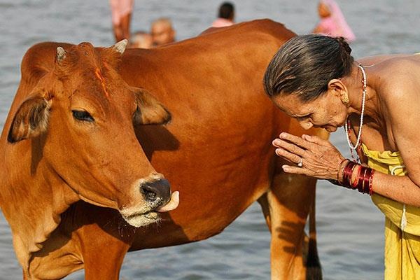 Корова в Индии считается священным животным